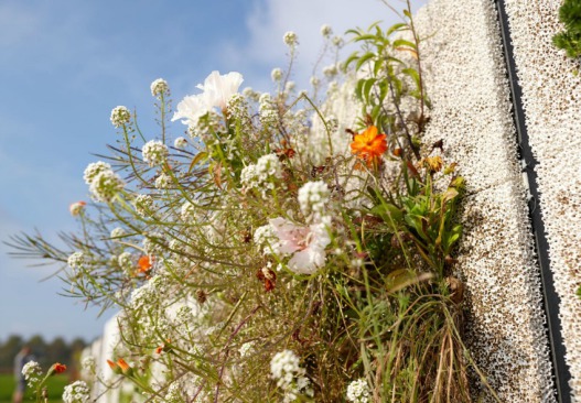 Растения на фасаде здания