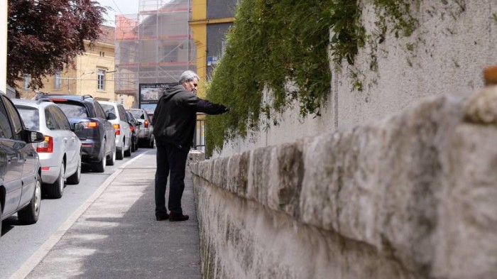 стена с растениями